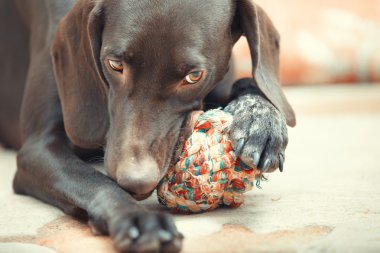 köpek ve topu