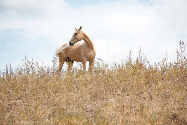 Paard in steppe — Stockfoto