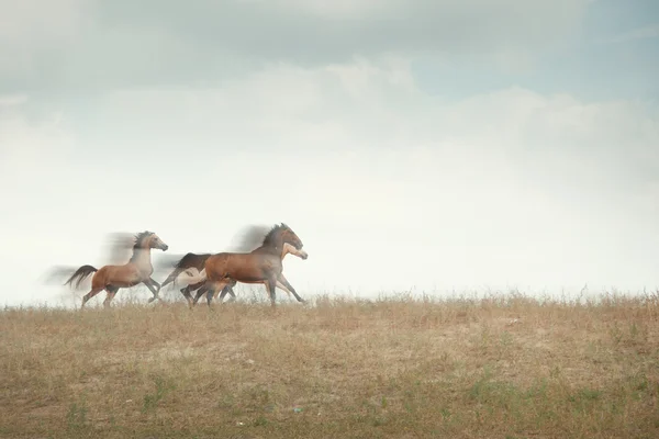Speed of horses — Stock Photo, Image