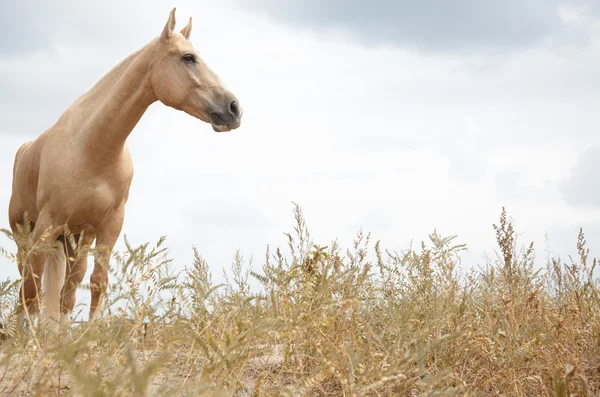 Kastanje paard — Stockfoto