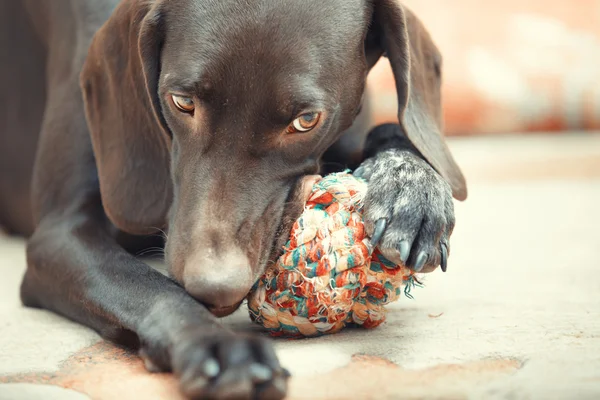 Pies i piłka — Zdjęcie stockowe