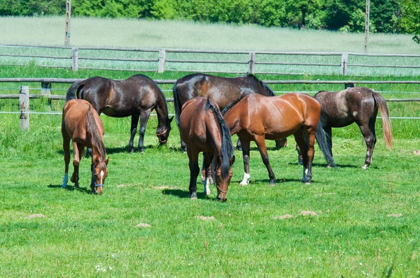 Beauty horses on the green grass pasture — Stock Photo, Image