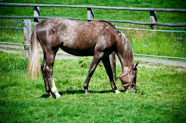 Cal de frumusețe pe pășunea verde de iarbă — Fotografie, imagine de stoc