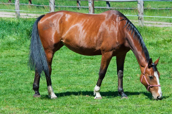 Schönes Pferd auf der grünen Graswiese — Stockfoto