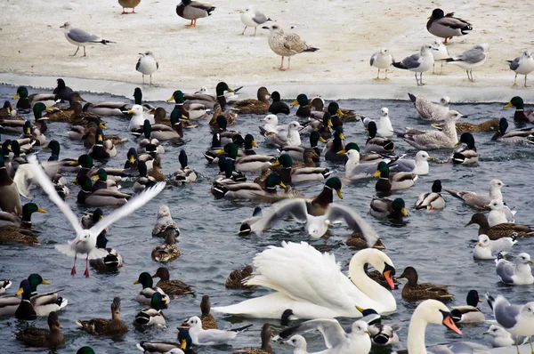 stock image Seagulls an ducks at winter time