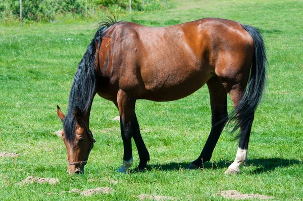 Schönes Pferd auf der grünen Graswiese — Stockfoto