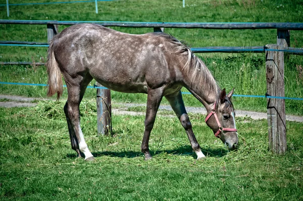 Krása koní v zelené trávě pastvin — Stock fotografie