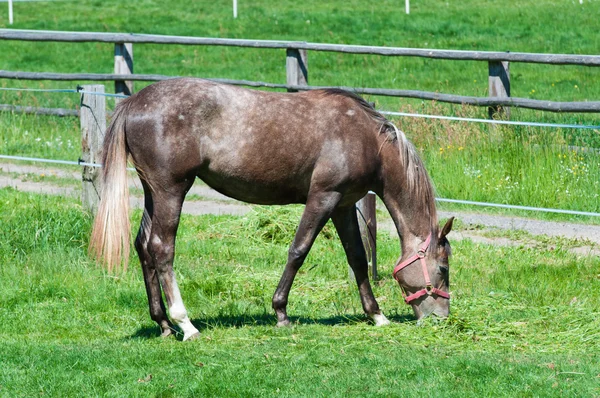 Szépség ló a zöld gyep-legelő — Stock Fotó