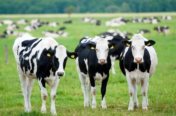 Αγέλη αγελάδων στο βοσκότοπο — Φωτογραφία Αρχείου