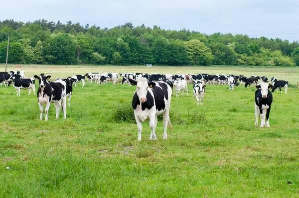 Stádo krav na pastvinách — Stock fotografie