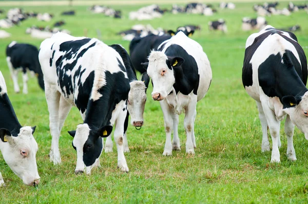 Manada de vacas no pasto — Fotografia de Stock