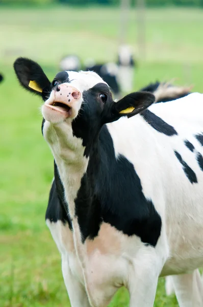 Vache dans le pâturage — Photo