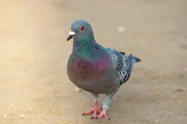 Portrait of a pigeon walking alone — Stock Photo, Image