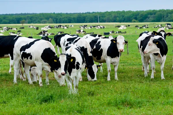Rebanho de vacas ião o pasto — Fotografia de Stock
