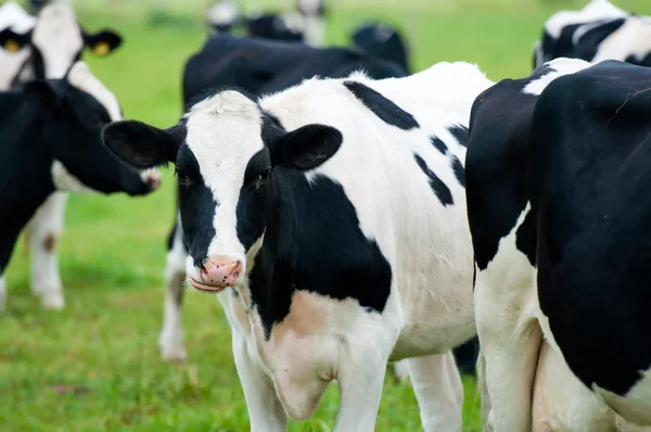 Rebaño de vacas en el pasto — Foto de Stock