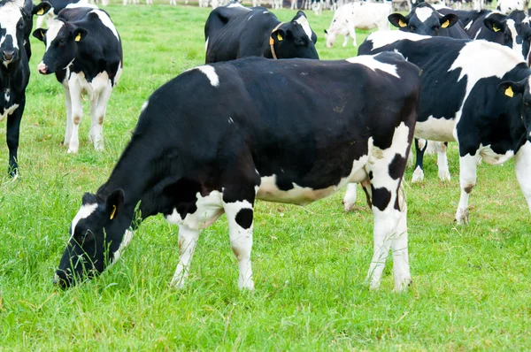 Troupeau de vaches dans le pâturage Photos De Stock Libres De Droits