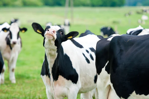 Stádo krav na pastvinách — Stock fotografie