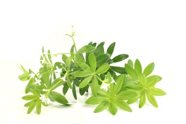 Sweet woodruff with blossoms clipart