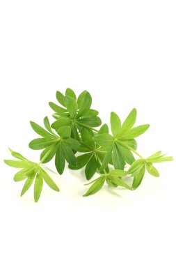 Fresh green sweet woodruff clipart