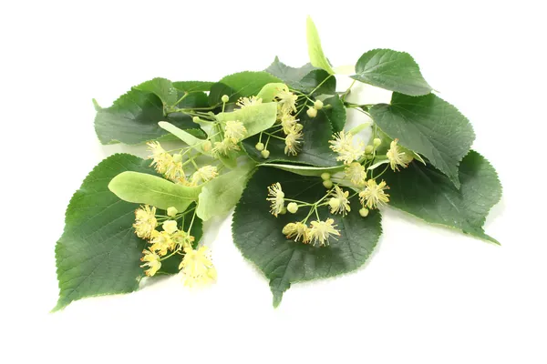 Linden blommar med blad — Stockfoto