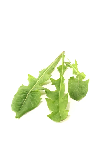 3 잎 민들레 — 스톡 사진