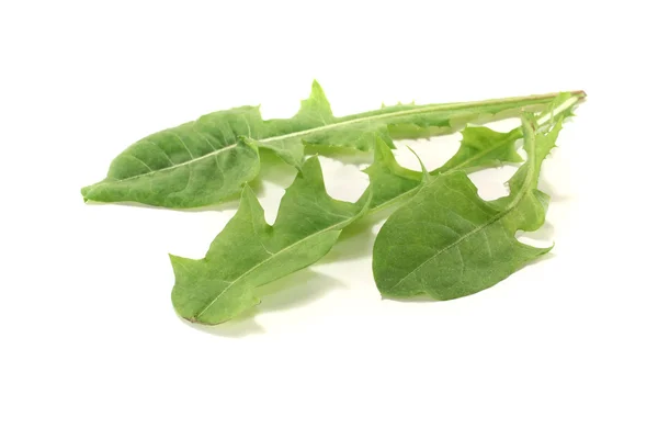 Fresh green Dandelion — Stock Photo, Image