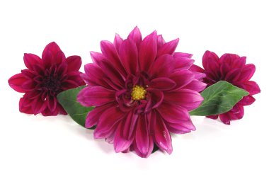 Wine-red little dahlias clipart