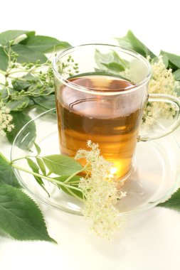 Elderflower tea clipart