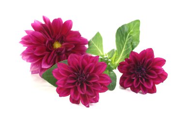 küçük dahlias