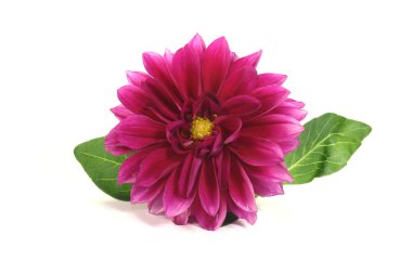 Fresh little dahlia clipart