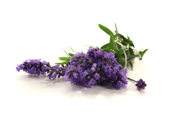 Fresh purple lavender — Stock Photo, Image