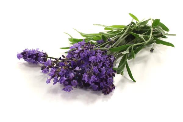 Fresh lavender flowers — Stock Photo, Image