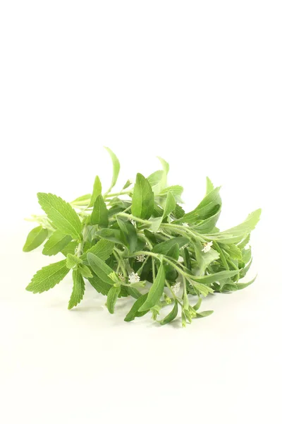 Stevia with flowers — Stock Photo, Image