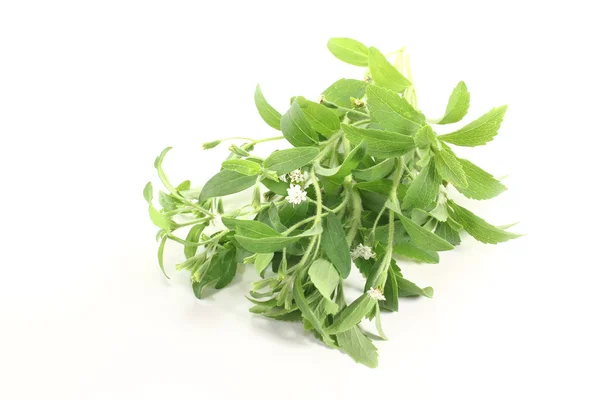 Groene stevia witte bloemen — Stockfoto