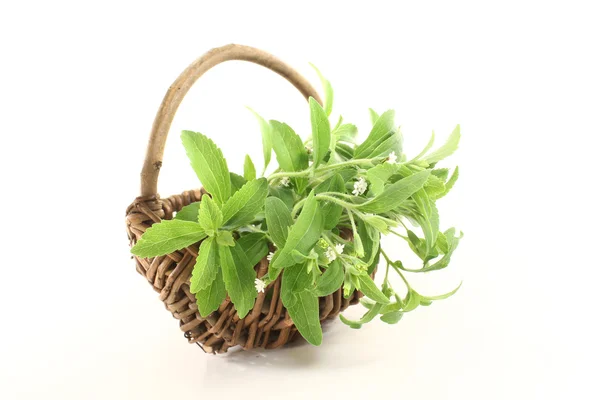 Yeşil stevia — Stok fotoğraf