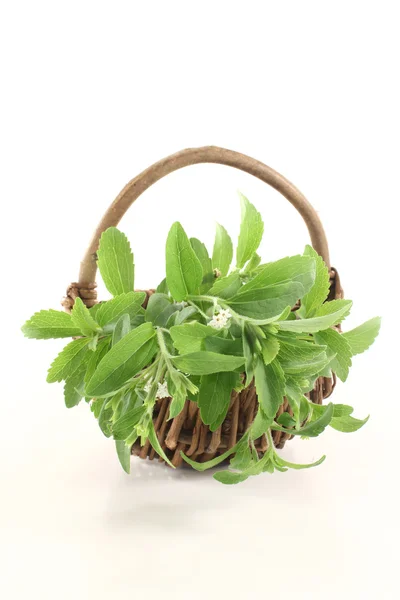 Frisches grünes Stevia — Stockfoto
