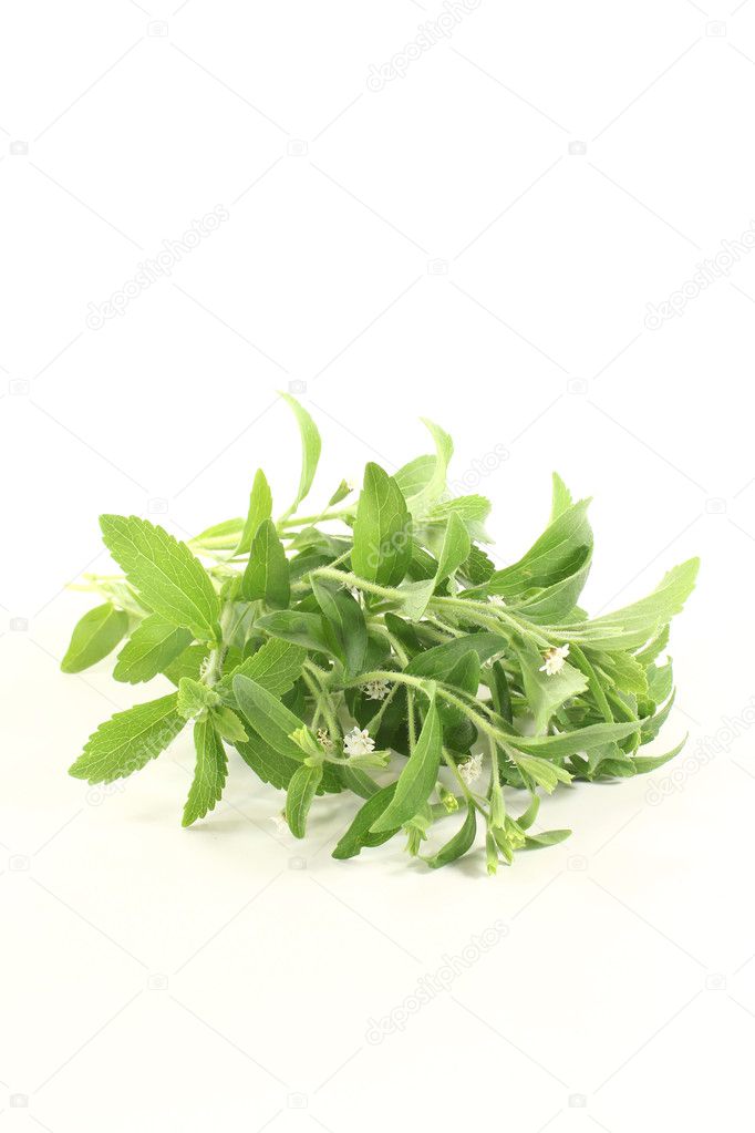 Stevia with flowers