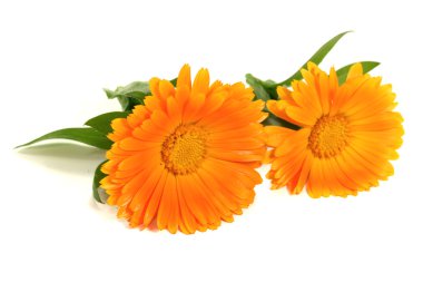 Two marigold flowers clipart