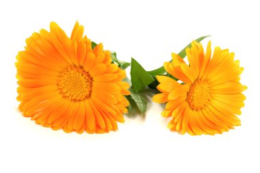 Two fresh orange marigold flowers clipart