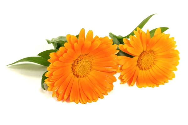 Two marigold flowers — Stock Photo, Image