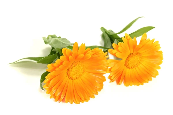 Due fiori di calendula freschi — Foto Stock