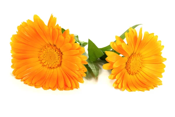 Twee frisse oranje Goudsbloem bloemen — Stockfoto