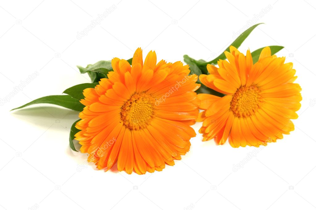 Two marigold flowers