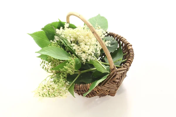 Flores de sabugueiro em uma cesta — Fotografia de Stock