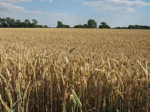 Пшеничне поле з блакитними небесними хмарами — стокове фото