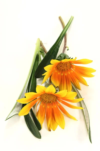 Południe kwiat — Zdjęcie stockowe