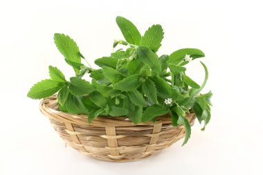 Stevia