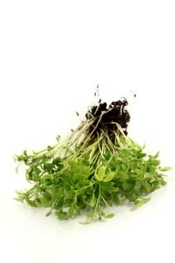 Garden cress clipart