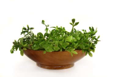 Garden cress clipart