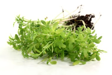 Garden cress